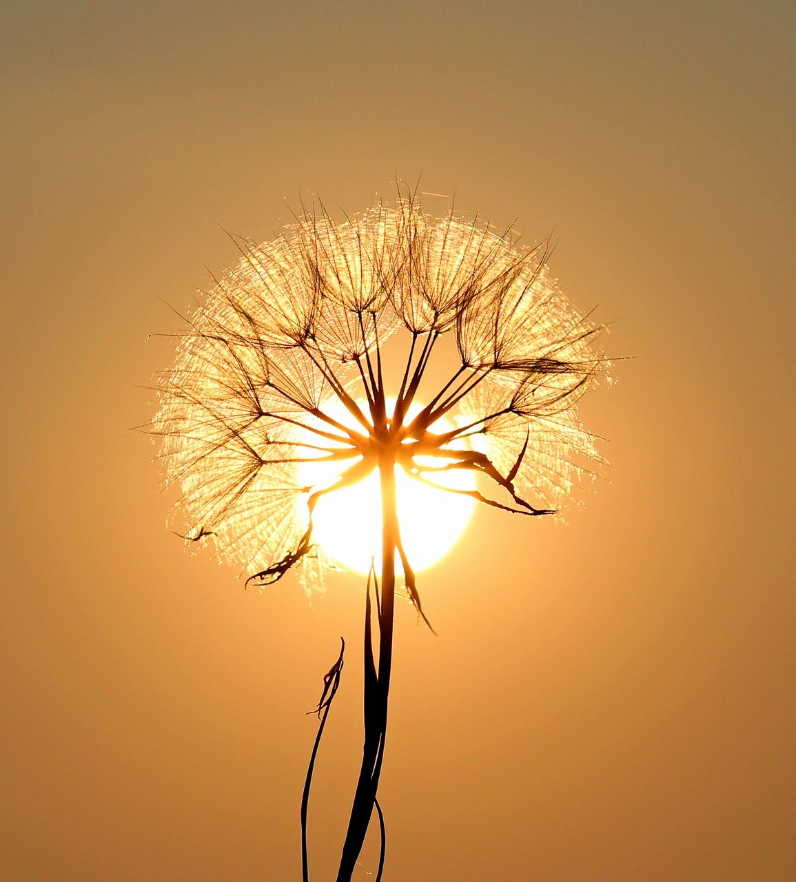 A photo of a single dandelion blossom having gone to seed with the sun backlighting it in the background among a pale orange sky