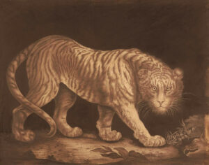 A monochrome drawing of a large tiger looking at the viewer with a dark background and a couple of dead animals on the ground near its head