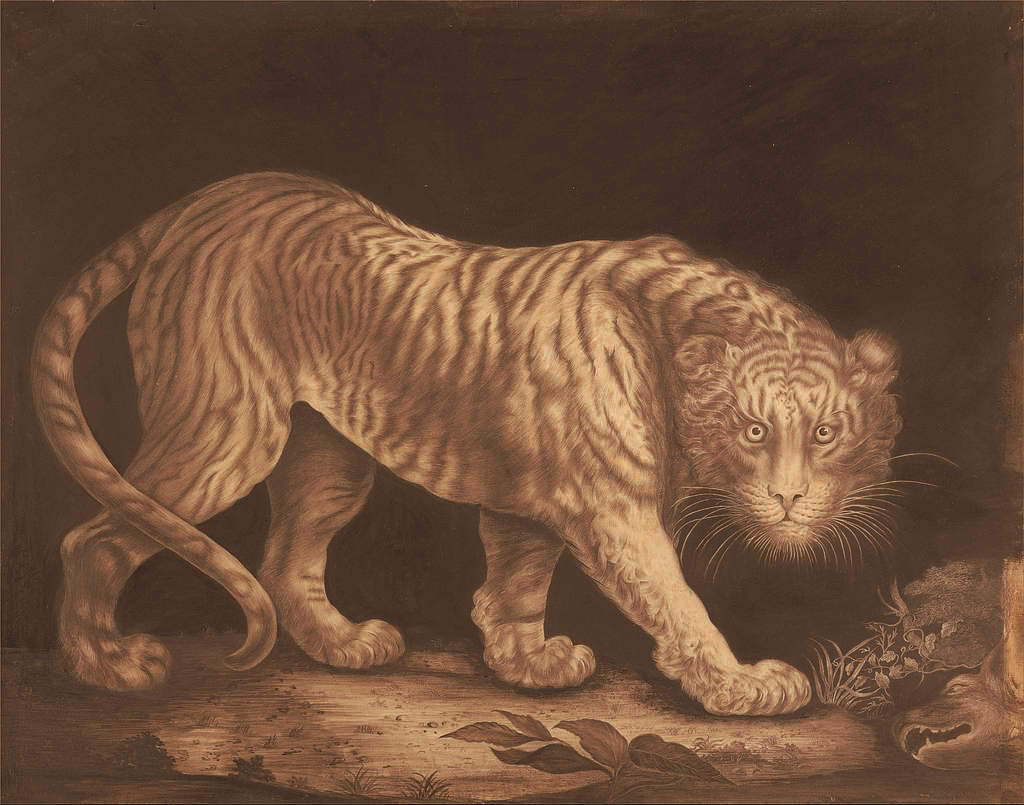 A monochrome drawing of a large tiger looking at the viewer with a dark background and a couple of dead animals on the ground near its head