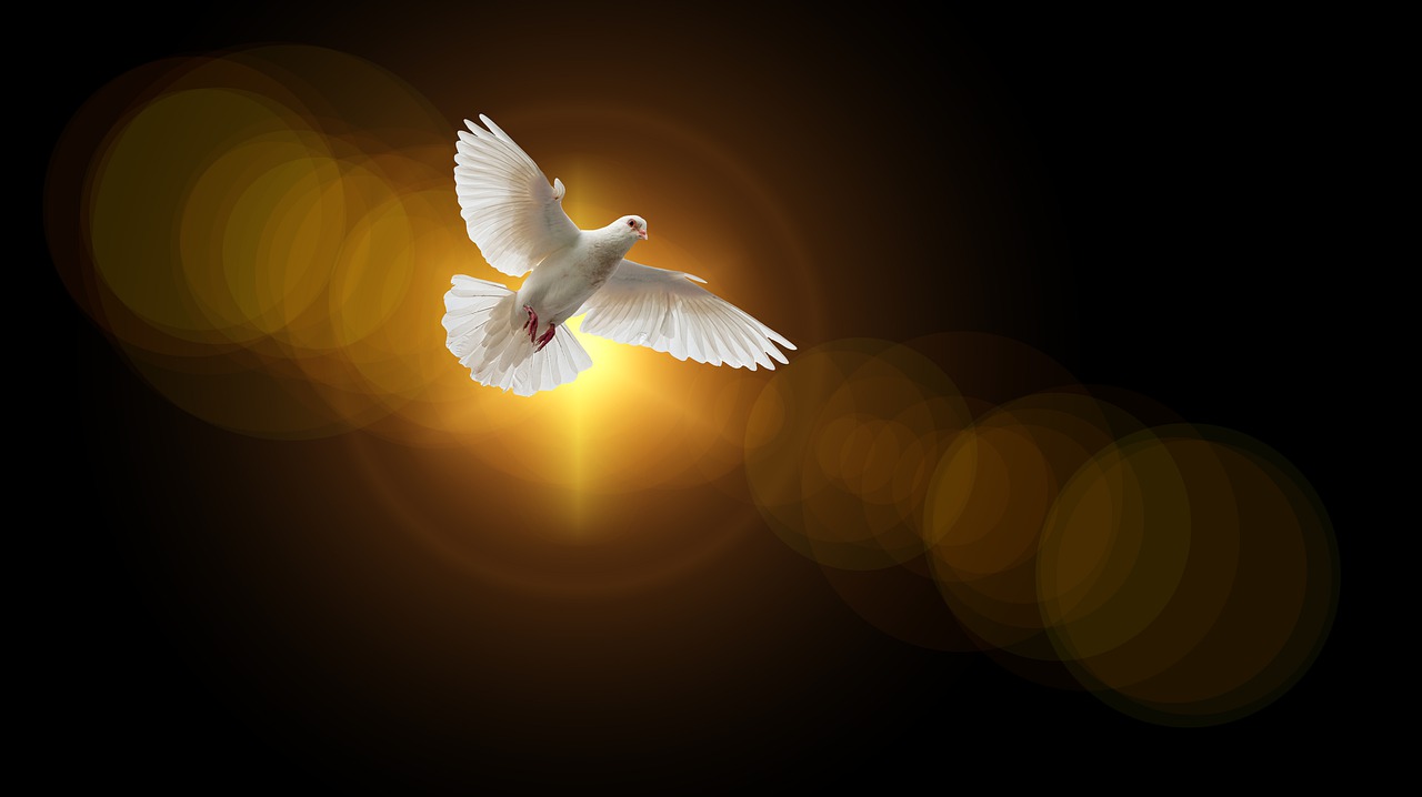 A graphical image of a white wingspread dove overhead with a sun behind against a bronze background
