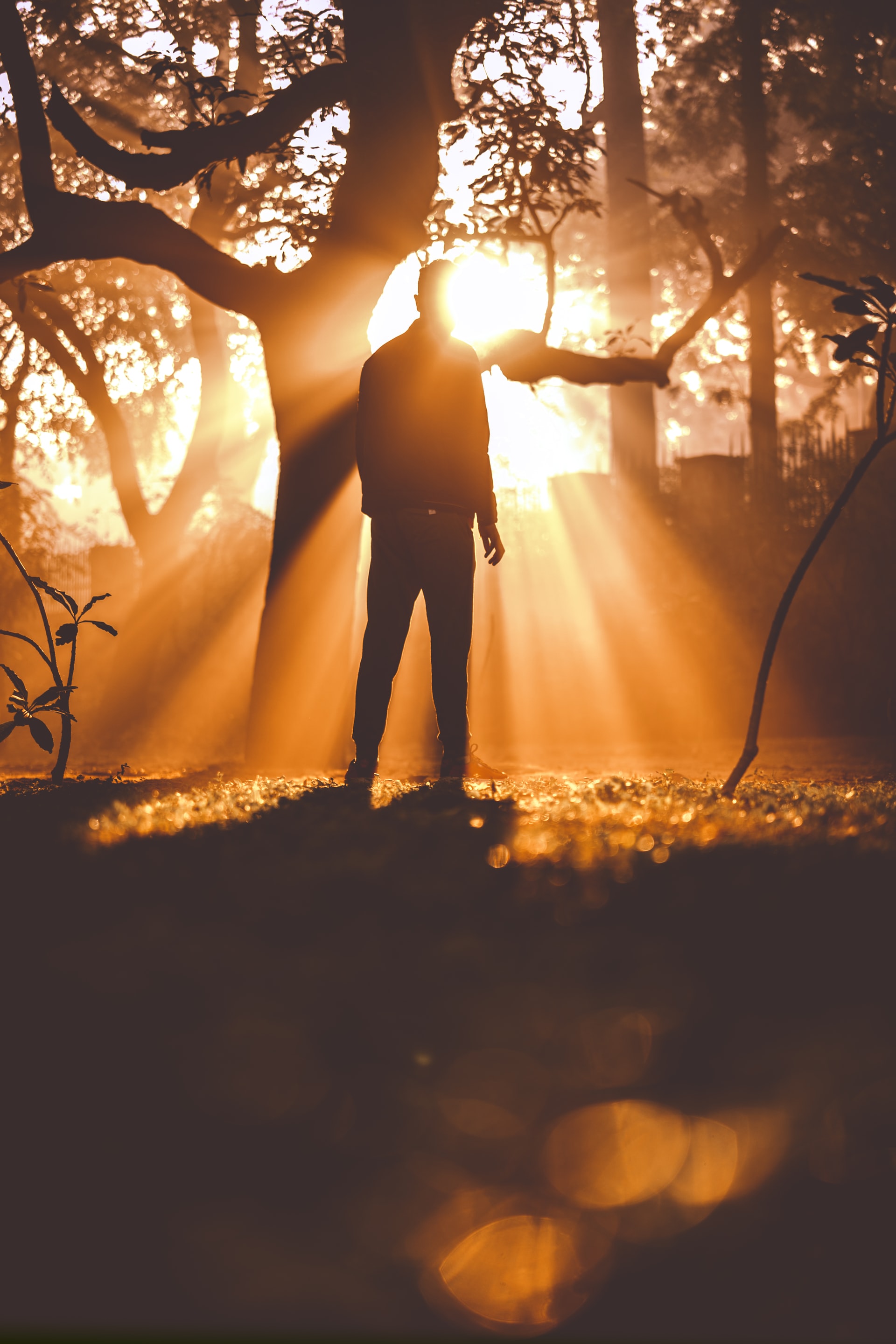 A silhouette of a man standing near a tree in a forest with orange sunbeams streaming down around him
