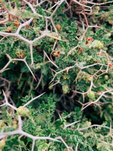 A close view of a thick cluster of thorns together with small green plants