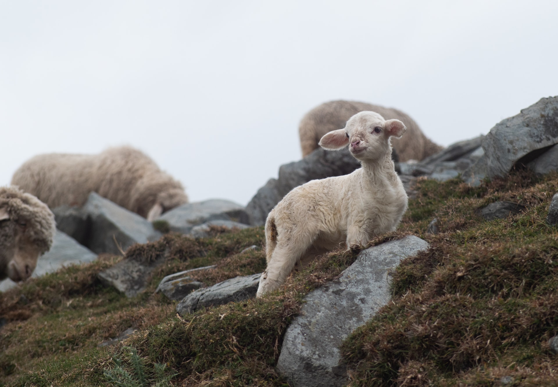 A photo of a lamb on a rocky and grassy hillside