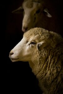 A portrait of the heads of two all white sheep