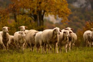 A flock of all white sheep in a grassy field with trees displaying fall colors in the background