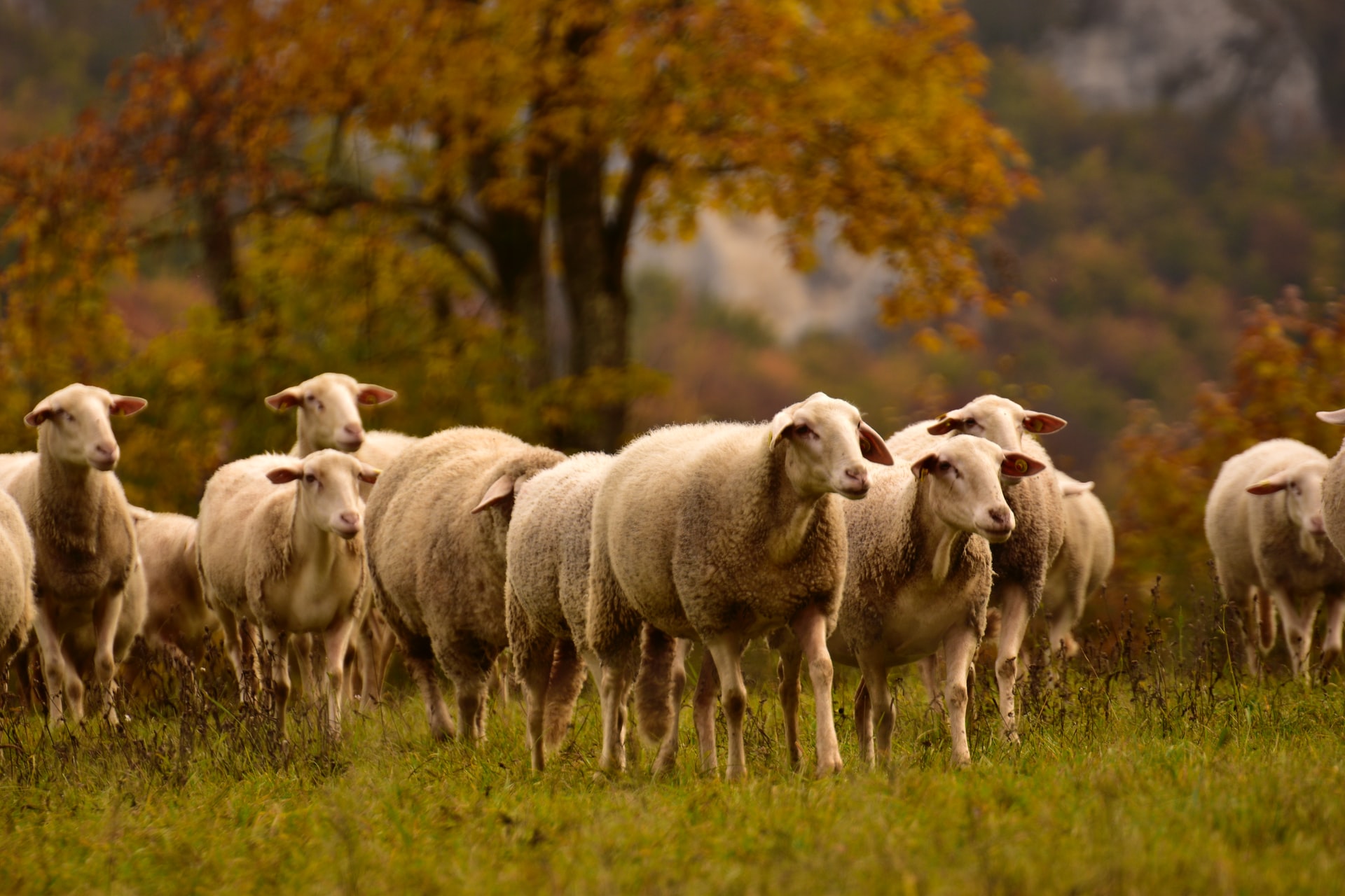 A flock of all white sheep in a grassy field with trees displaying fall colors in the background