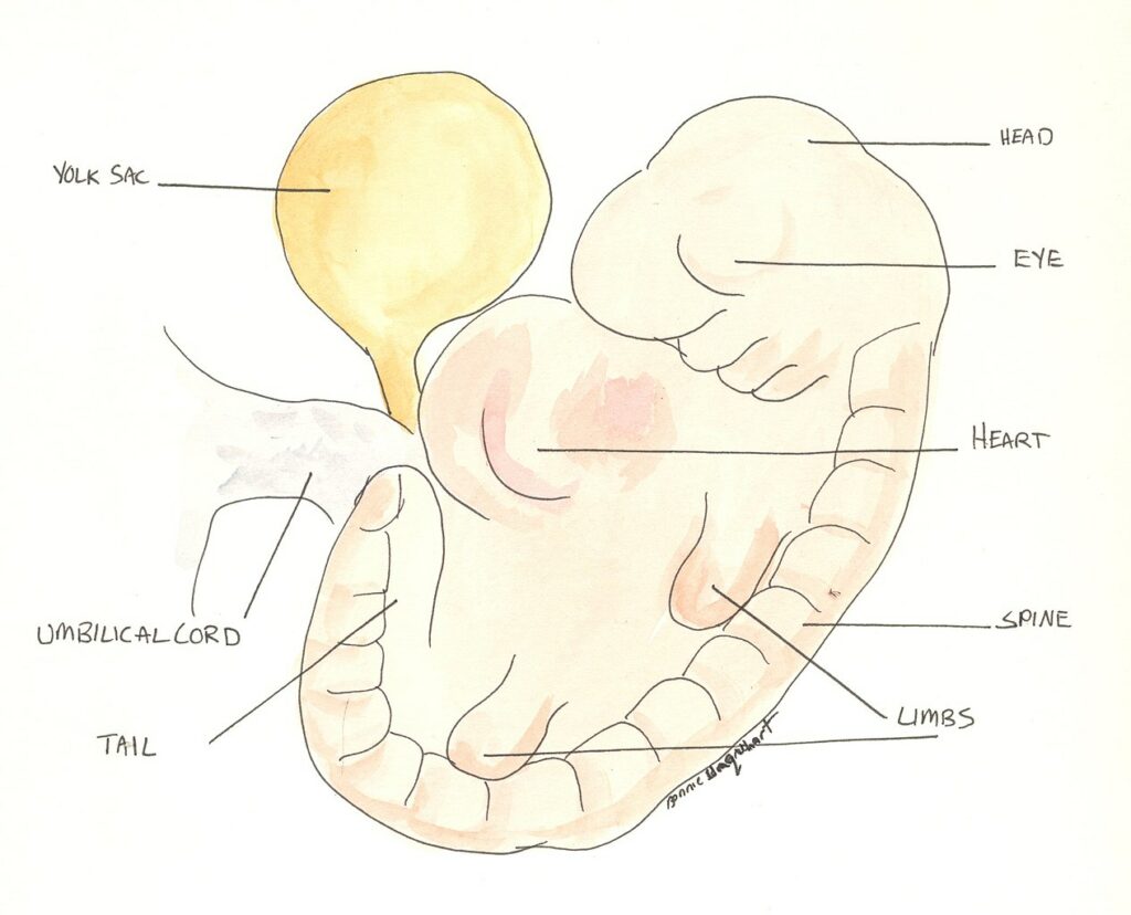 A colored line drawing of a four week old embryo with one to two word explanations pointing to each part of it