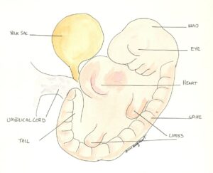 A colored line drawing of a four week old embryo with one to two word explanations pointing to each part of it