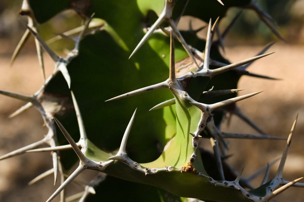 Thorny cactus plant