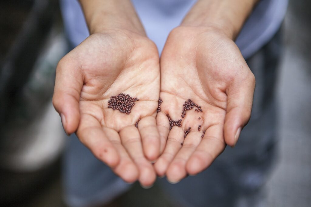 A small quantity of mustard seeds resting in a cupped pair of hands symbolizing how little our faith needs to be.