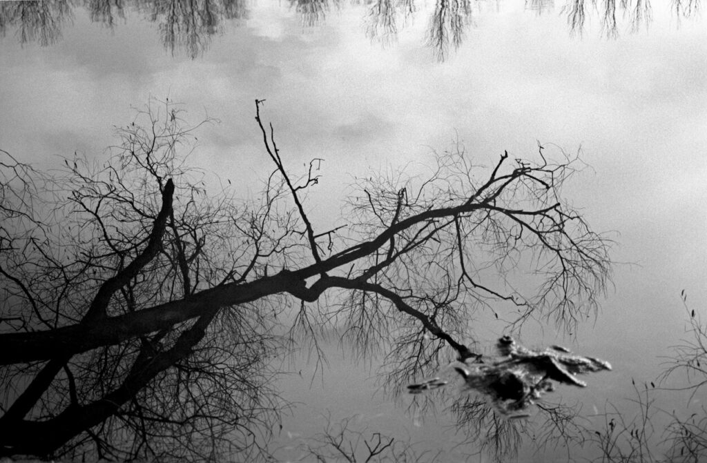 A large tree branch resting partially in a lake symbolic of the tree that turned the bitter waters of Marah sweet