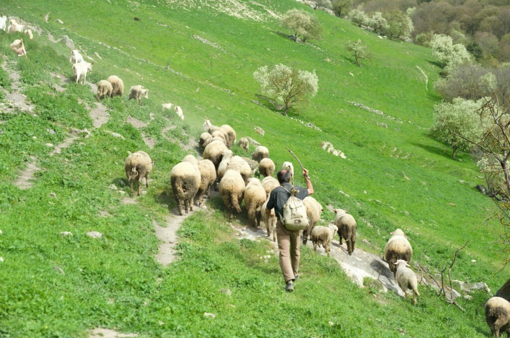 Sheep on a green hillside being driven along by the voice of the shepherd following them.