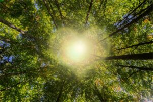 trees-g2bf88e530_1280(https:::pixabay.com:illustrations:trees-sunlight-heart-tree-canopy-6617971:)-gerd-altmann