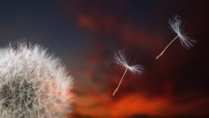 dandelion-closeup-christian-papaux-iXzb7r4B1nI-unsplash(https-::unsplash.com:photos:white-dandelion-in-close-up-photography-iXzb7r4B1nI)