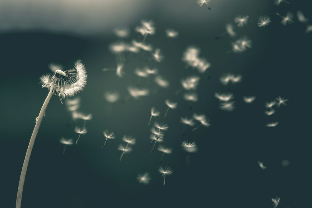 Airborne seeds from a nearby dandelion, symbolic of the breath of God