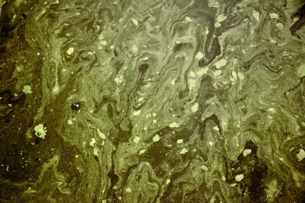 Stagnant water symbolizing how sin make a stagnant heart