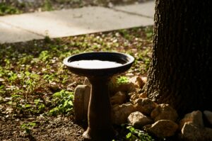 bird-bath-noah-martinez-I-FrcET-8SE-unsplash(https-::unsplash.com:photos:a-bird-bath-sitting-next-to-a-tree-I-FrcET-8SE)