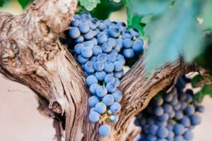 grapes-vine-nacho-dominguez-argenta-QVdFEzkAkmg-unsplash(https-::unsplash.com:photos:blue-berries-on-tree-QVdFEzkAkmg)