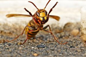 European hornet closeup, sitting on gravel with from legs raised in the air