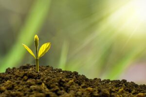 plant-seedling-investment-5241253_1280(https-::pixabay.com:photos:investment-concept-business-finance-5241253:)-nature-design